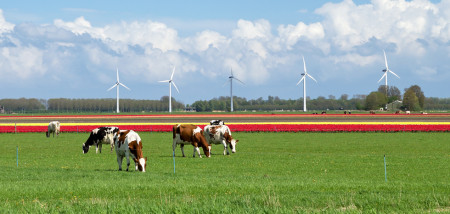 L'énergie éolienne tulipes ferme laitière vaches paissant pays-bas flevoland