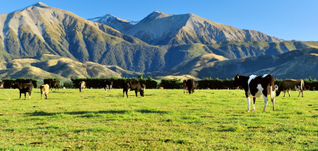 melkveebedrijf koeien weidegang nieuwzeeland Nieuw-Zeeland