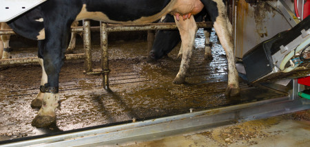 melken melkveebedrijf melkrobot Boerenbusiness
