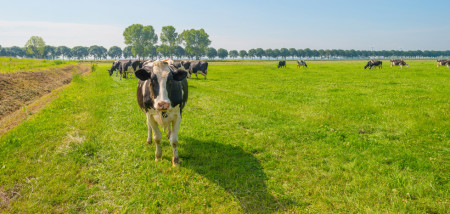 grasland melkveebedrijf koeien weidegang grazen