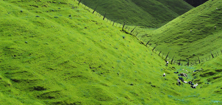 melkveebedrijf koeien nieuwzeeland Nieuw-Zeeland
