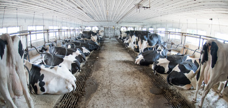 melkveebedrijf koeienstal Verenigde Staten