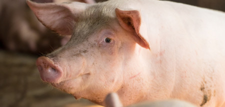 Moeilijk jaar varkensmarkt onveranderd afgesloten