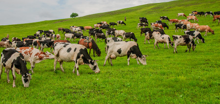 melkveebedrijf koeien china