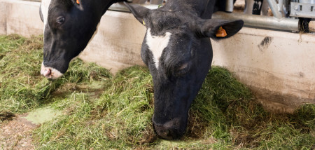 gras melkveebedrijf koeien koeienstal