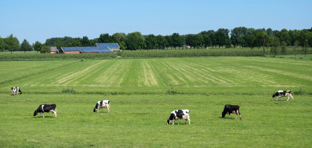 grond zonnepanelen gras melkveebedrijf koeien