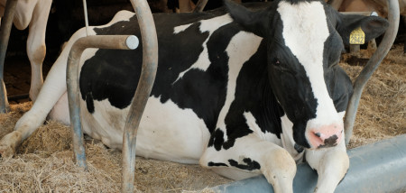 ferme laitière vaches étable logettes
