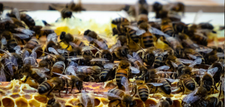 bijen bijensterfte
