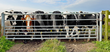 ferme laitière vaches pâturage clôture