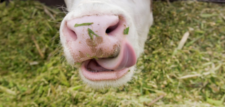 alimentation du bétail alimentation ferme laitière vaches
