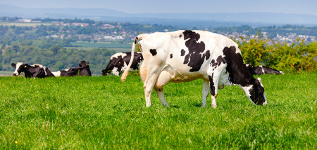 Ferme laitière vaches qui paissent England UK
