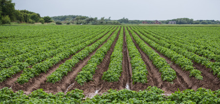 aardappelen akkerbouw aardappelperceel regen nat Engeland UK