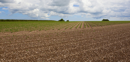 aardappelen akkerbouw aardappelperceel Engeland UK