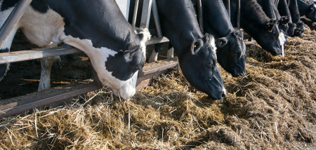 Ferme laitière vaches étable clôture d'alimentation England UK