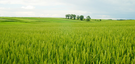 champ de blé arable Pologne blé - agri
