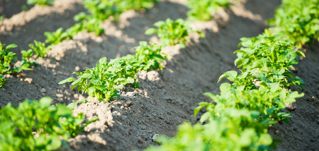 aardappelen akkerbouw aardappelperceel ruggen