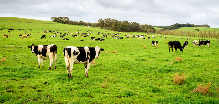 ferme laitière vaches paissant jeunes bovins australie