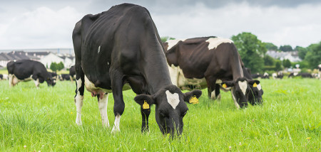 melkveebedrijf koeien weidegang ierland