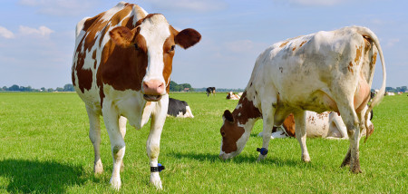 melkveebedrijf koeien weidegang