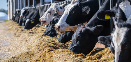 nourrir les vaches de la ferme laitière étable clôture d'alimentation Ukraine