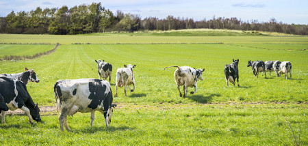 melkveebedrijf koeien weidegang koeiendans Denemarken