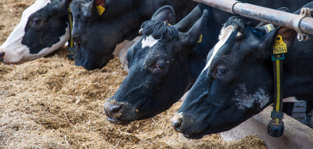 Nourrir les vaches de la ferme laitière étable barrière d'alimentation Danemark