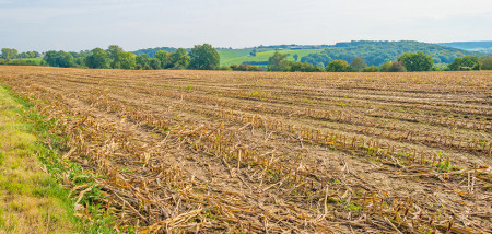 mais maisoogst maisstoppels belgie