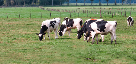 ferme laitière vaches jeune bovin belgique