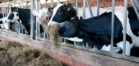 melkveebedrijf koeien voerhek belgie