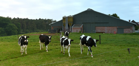 België groeit in koeien en melkproductie 