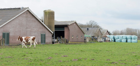 melkveebedrijf koeien koeienstal