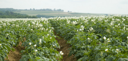 aardappelen akkerbouw frankrijk
