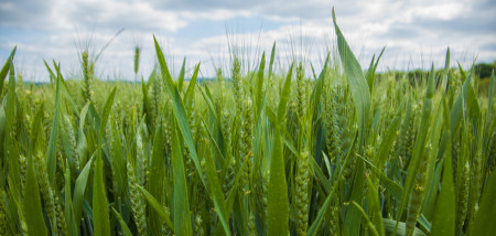 champ de blé france blé - agri grain - agri