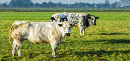 koeien vleeskoe Belgisch Blauw