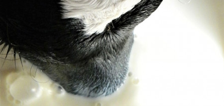 melk melkveebedrijf kalf biest