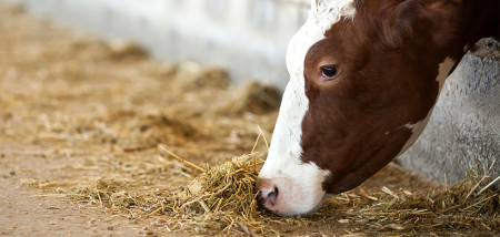 veevoer melkveebedrijf koeien voerhek