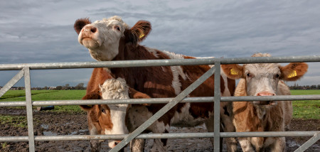 melkveebedrijf koeien gesloten dicht hek blokkade