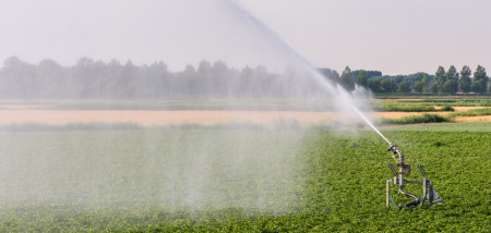 aardappelen akkerbouw aardappelperceel droogte beregening
