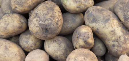 aardappelen akkerbouw