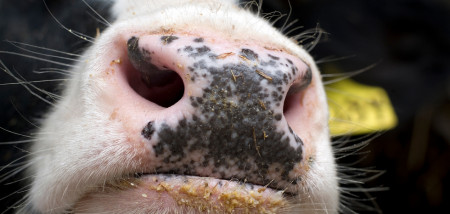 melkveebedrijf koeien neus