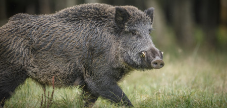 Weer duizenden varkens geruimd in Oekraïne