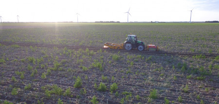 akkerbouw uien uienoogst oogsten