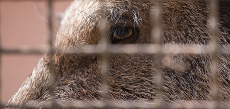 Afrikaanse varkenspest breidt uit in Hongarije