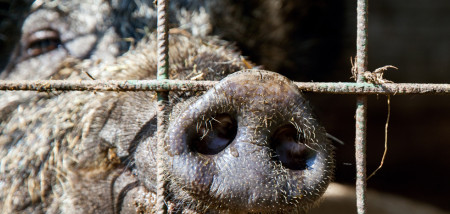 Thailand controleert bij grens op varkenspest
