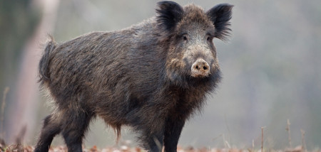 wildzwijn zwijn afrikaanse varkenspest varkens - agri
