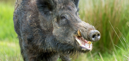 wildzwijn zwijn afrikaanse varkenspest varkens - agri