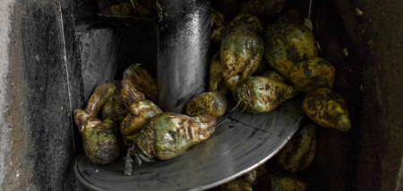 suikerbieten bietenverwerking