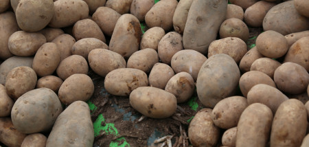 pootgoed pootaardappel aardappelen poten