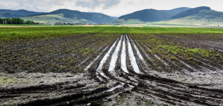 aardappelen aardappeloogst aardappelperceel nat canada