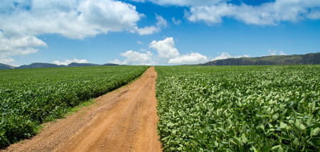 Brazilië breidt areaal maïs en soja verder uit